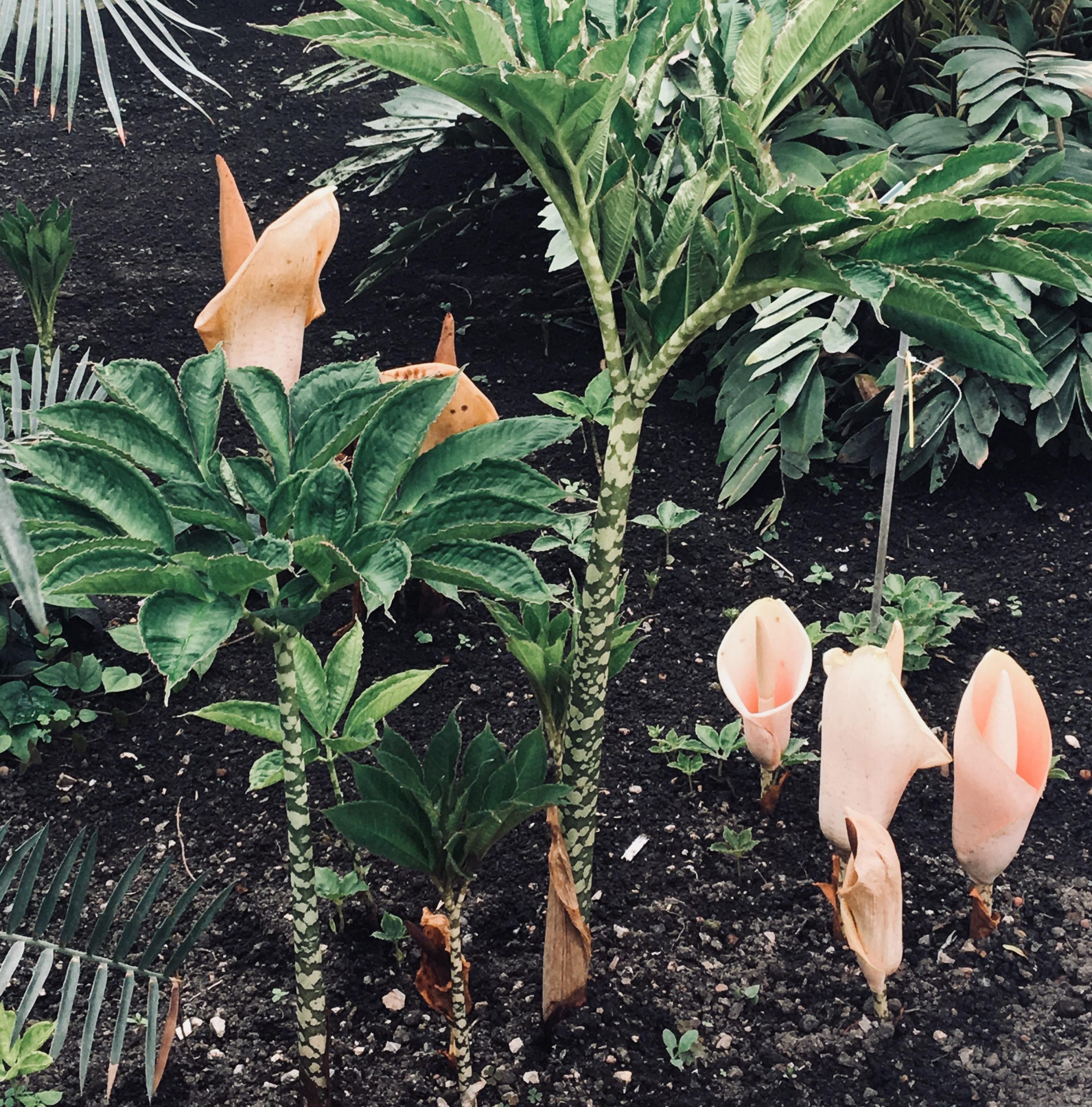 Conservatoire Botanique