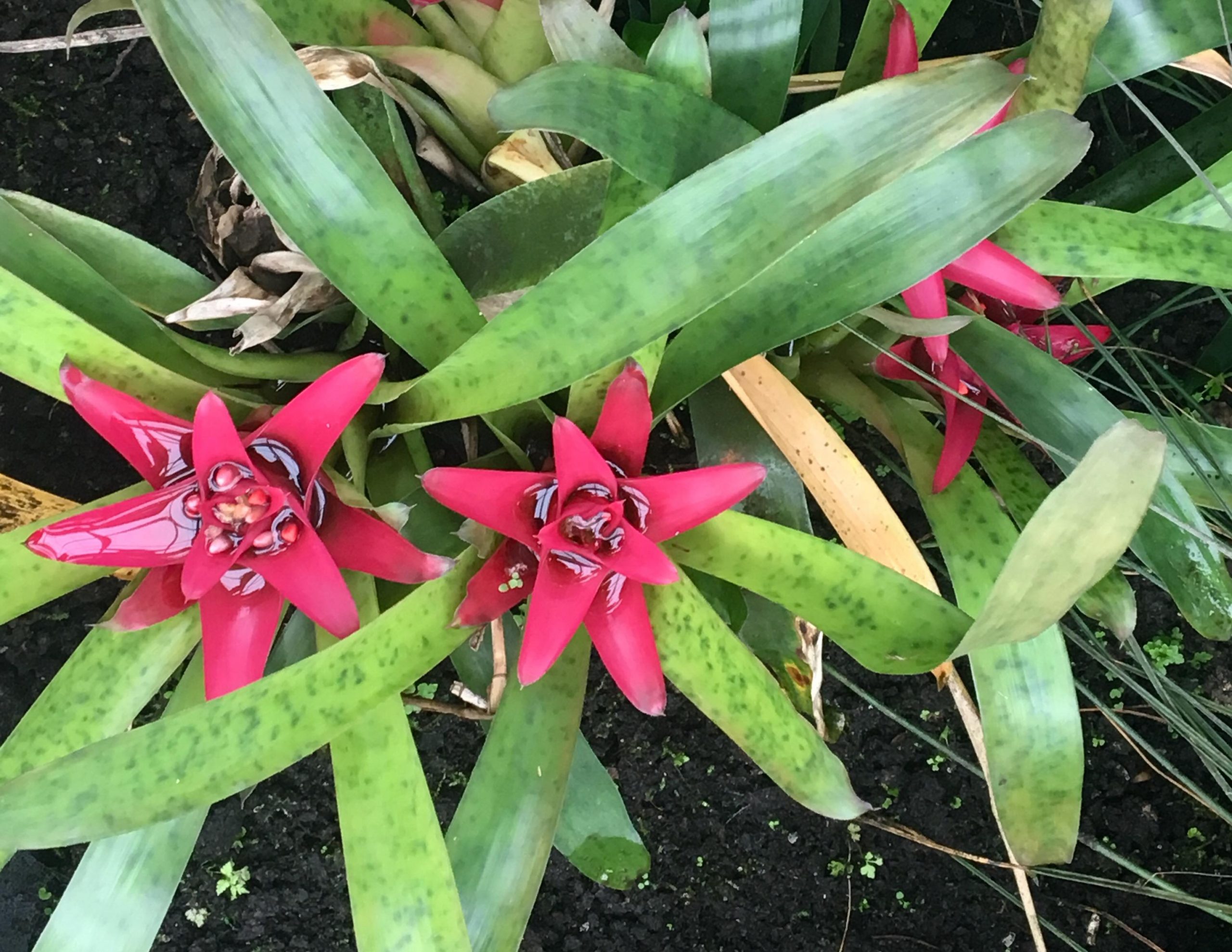 Conservatoire Botanique