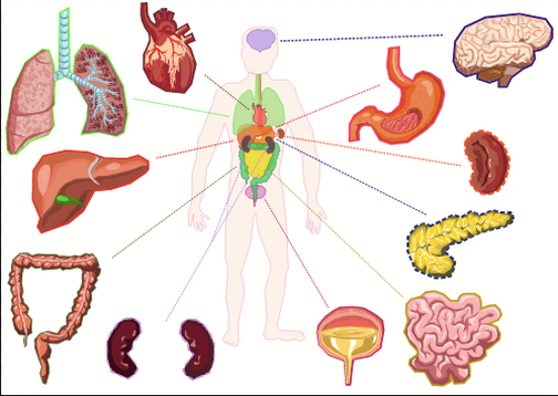 Is there a link between the health of our organs and our teeth?